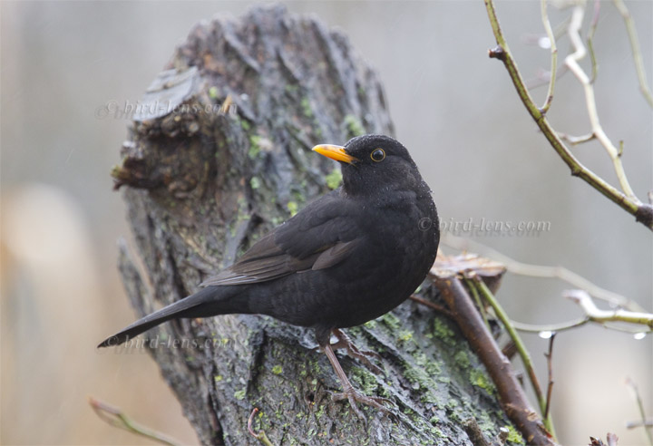 Amsel