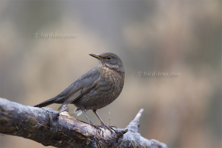 Amsel