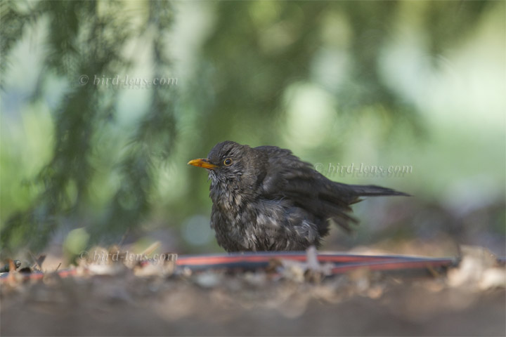 Amsel