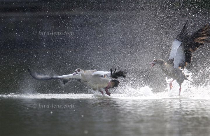 Nilgans