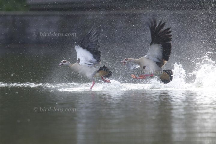 Nilgans