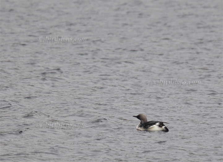 Arctic Loon