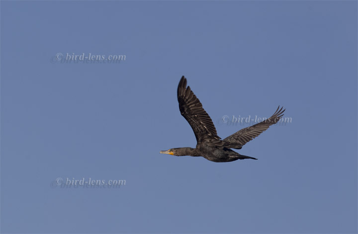 Double-crested Cormorant