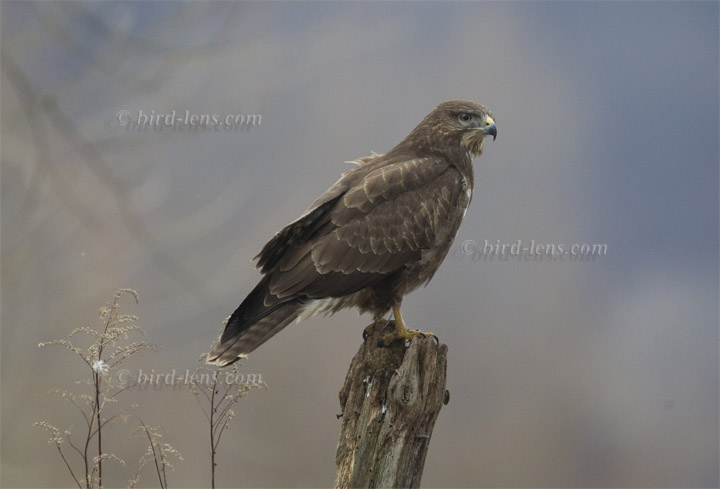 Mäusebussard