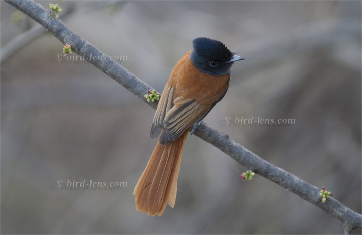 African Paradise-Flycatcher