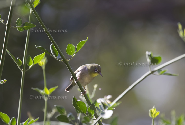 Somalibrillenvogel