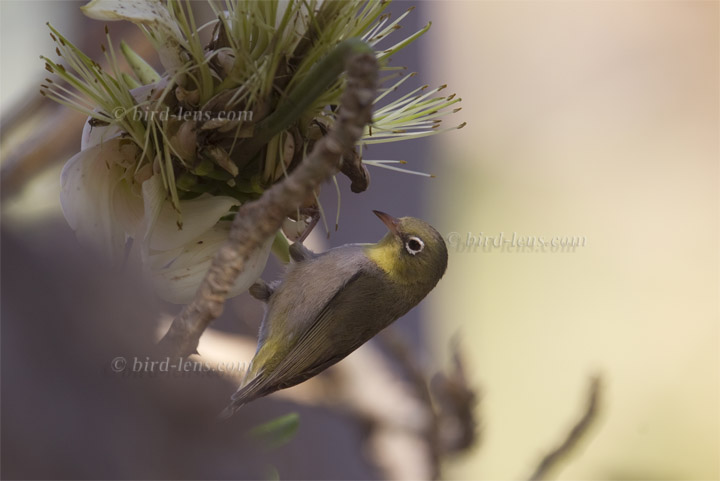 Somalibrillenvogel