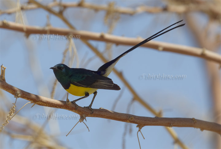 Erznektarvogel