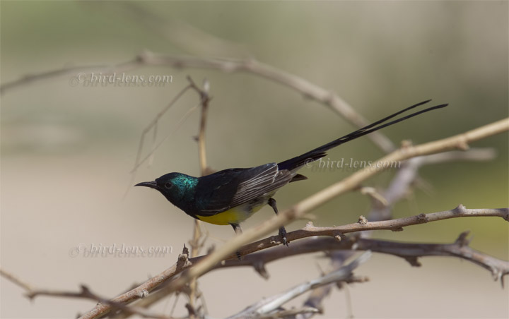 Erznektarvogel