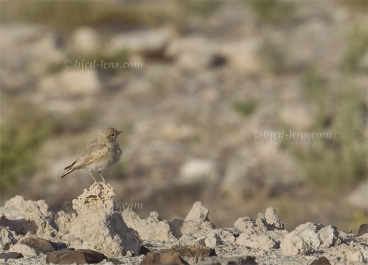 Bar-tailed Lark