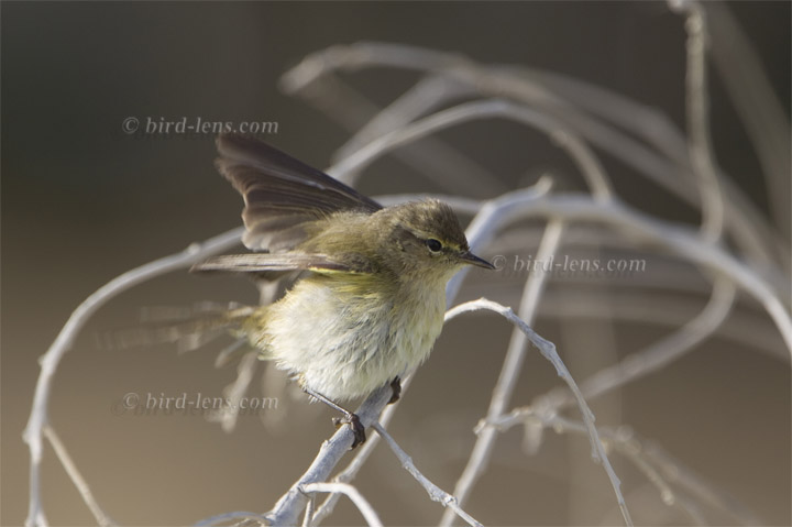 Common Chiffchaff