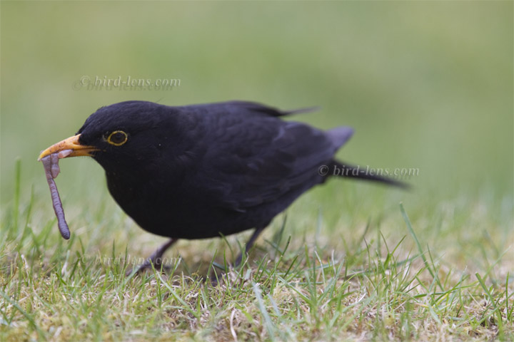 Amsel