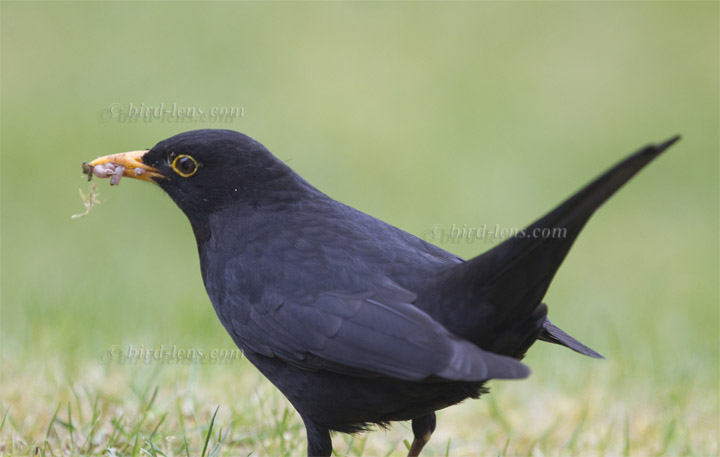 Amsel