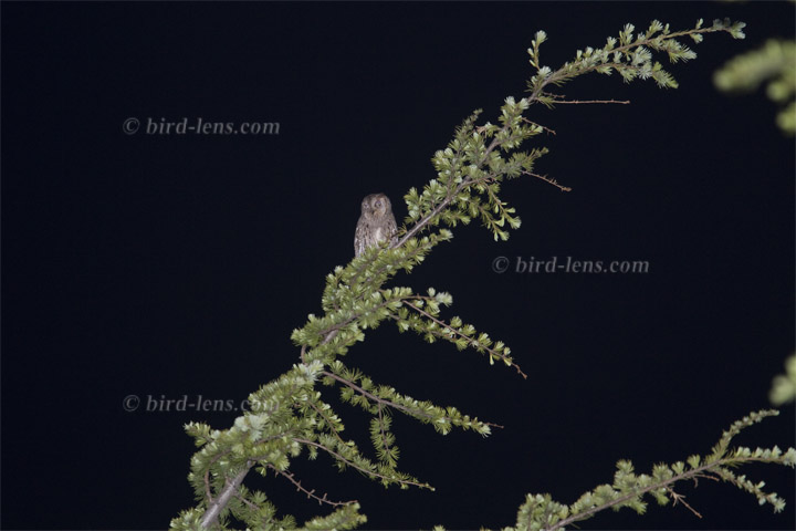 Common Scops-Owl