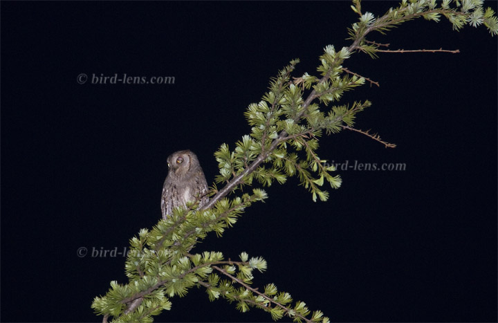 Common Scops-Owl