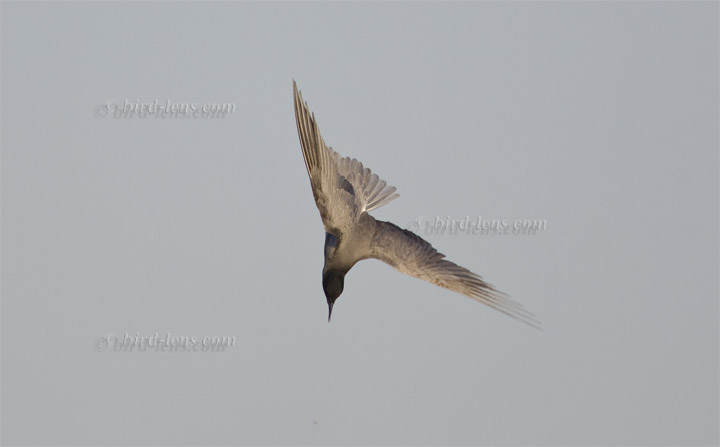 Black Tern