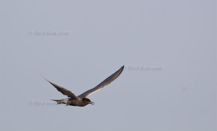 Black Tern