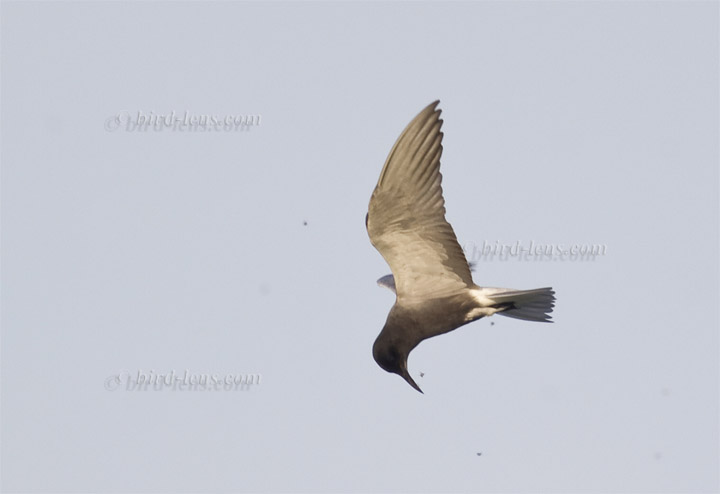 Black Tern