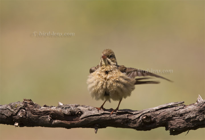 Ortolan