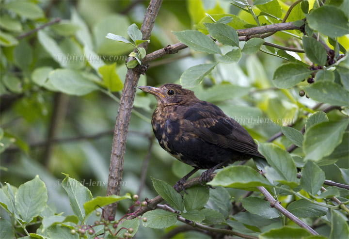 Amsel