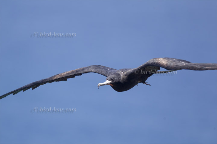 Bindenfregattvogel