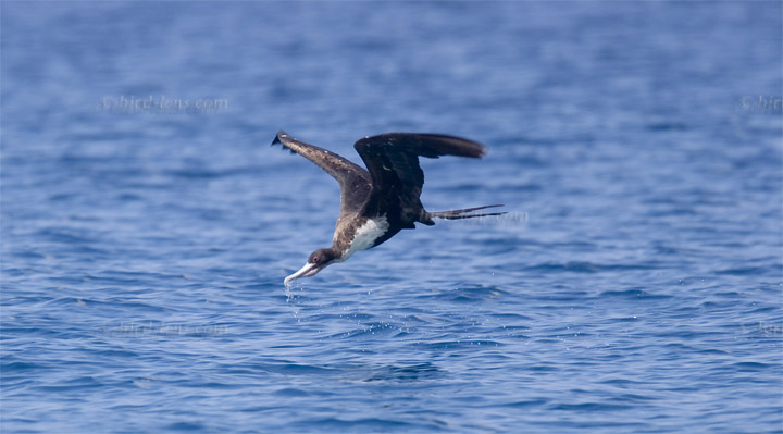 Bindenfregattvogel