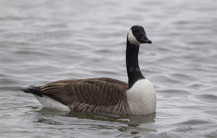 Canada Goose