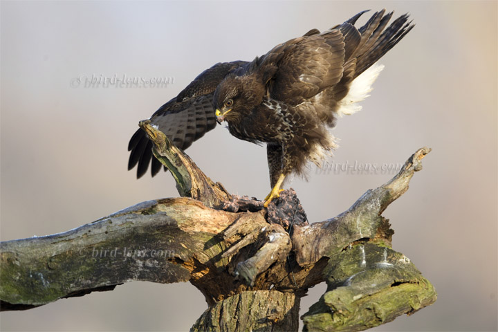 Mäusebussard