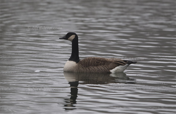 Canada Goose