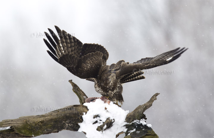 Mäusebussard