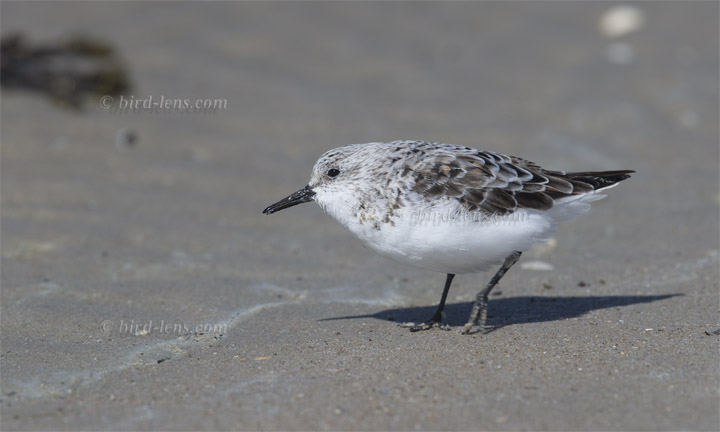 Sanderling