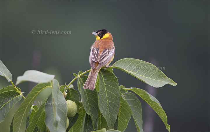 Black-headed Bunting