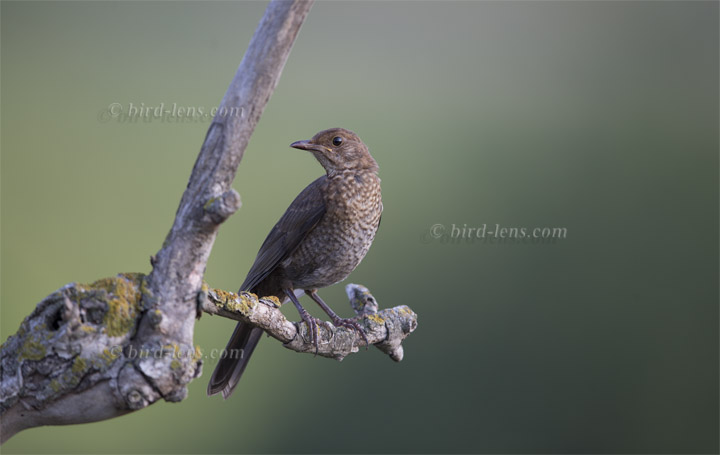 Amsel