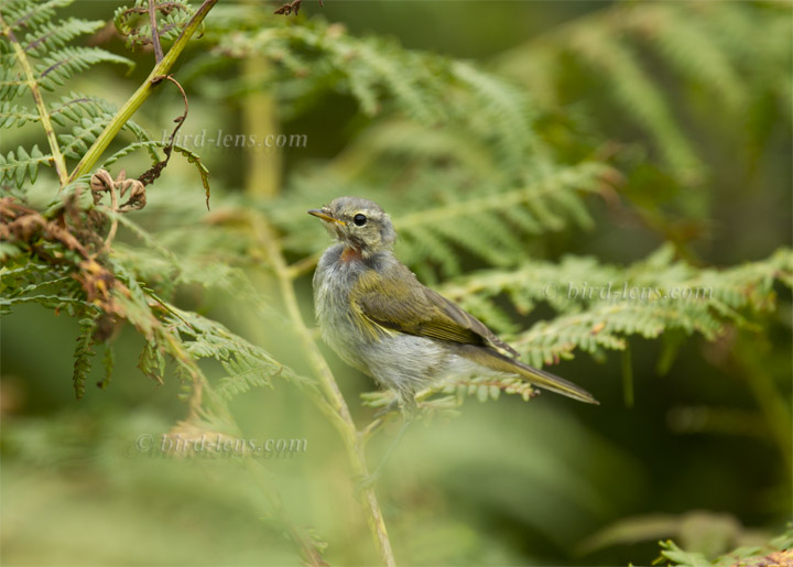 Common Chiffchaff