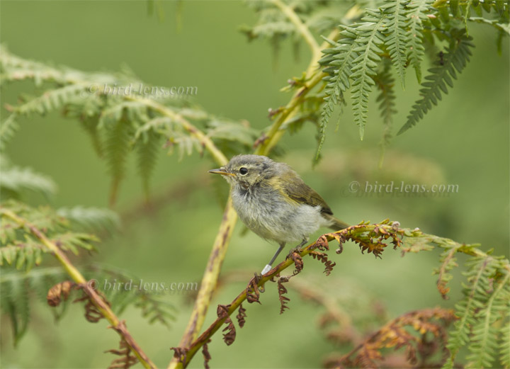 Common Chiffchaff