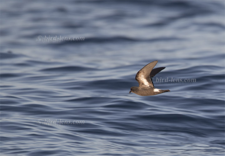 European Storm-Petrel