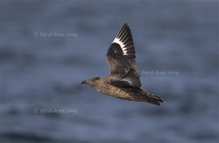 Skua