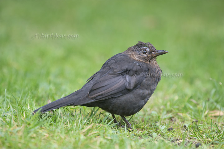 Amsel