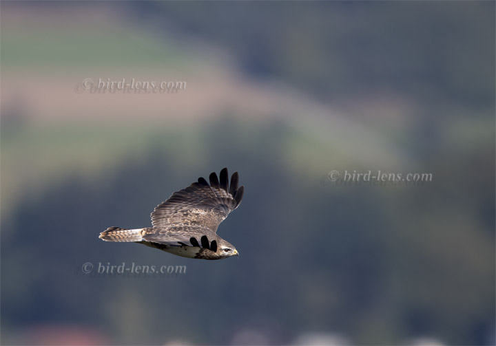 Mäusebussard