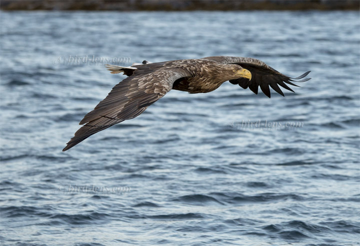 Seeadler