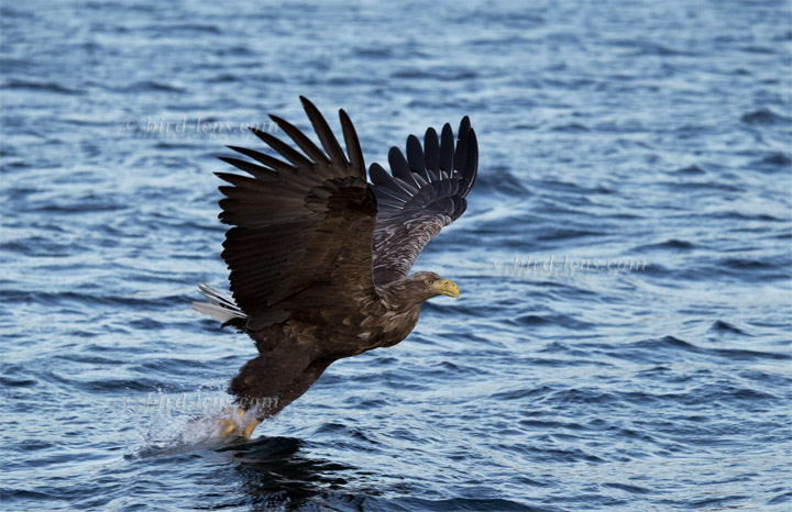 Seeadler