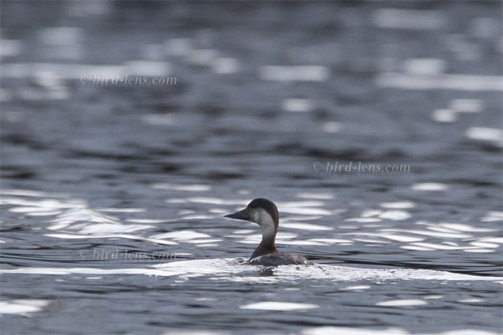 Common Scoter