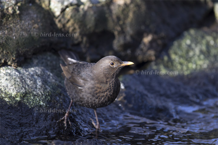 Amsel