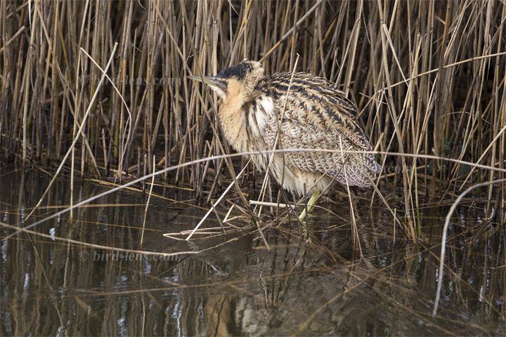 Rohrdommel