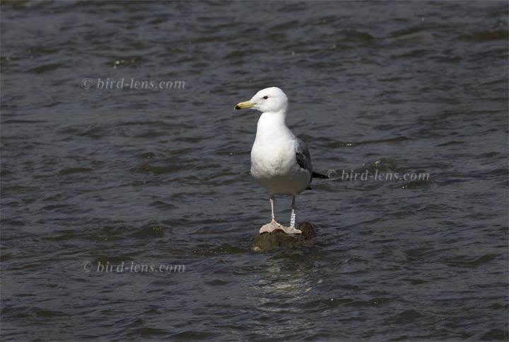 Caspian Gull