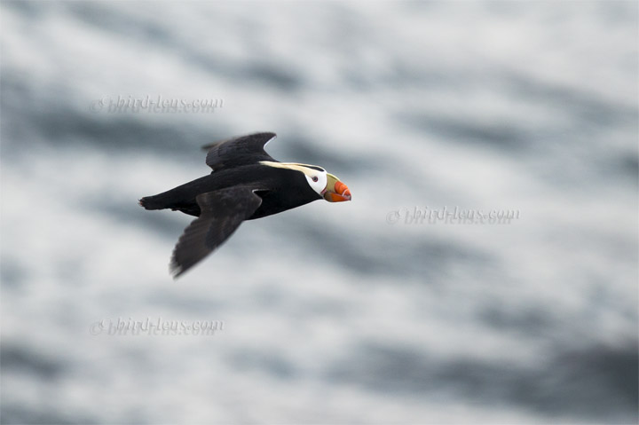 Tufted Puffin