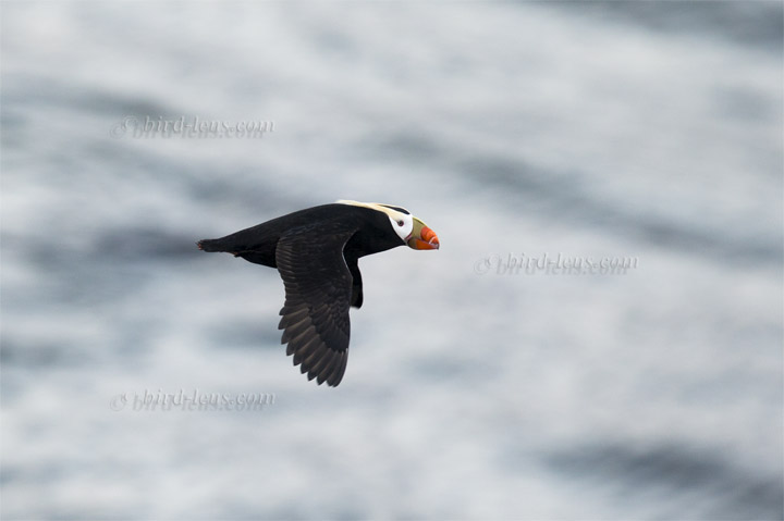 Tufted Puffin