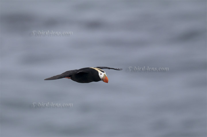 Tufted Puffin