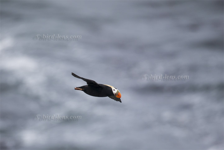 Tufted Puffin