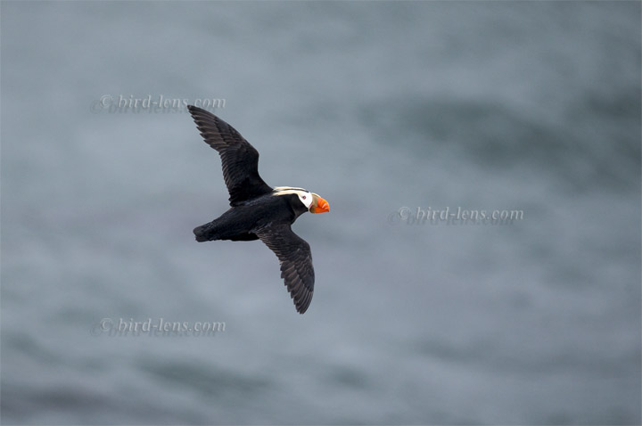 Tufted Puffin